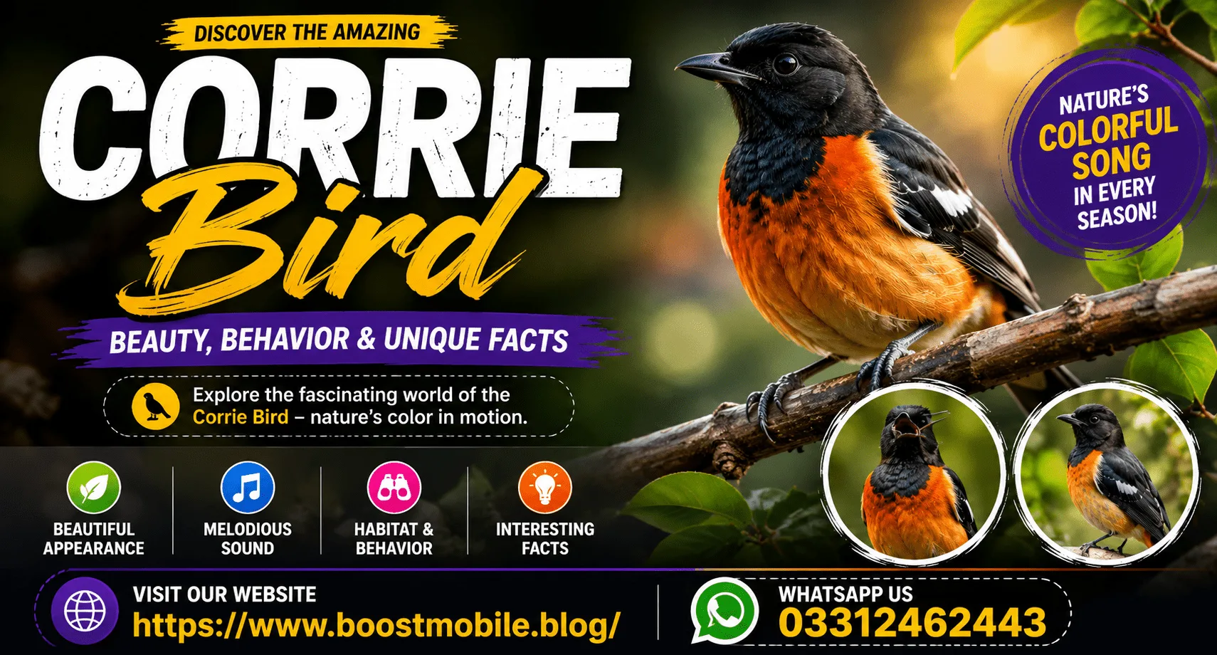 Corrie Bird